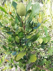 Ixoroideae