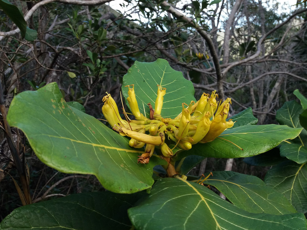 Deplanchea sessilifolia