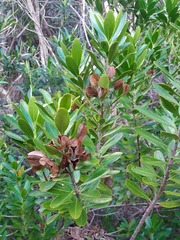 Peripterygia marginata