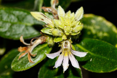 Scaevola montana