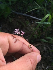 Lithophragma glabrum