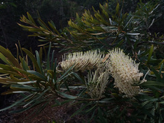 Grevillea exul