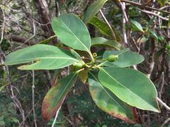 Coelospermum