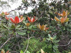 Xanthostemon carlii