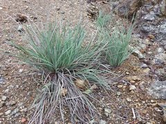 Machaerina deplanchei