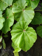 Begoniaceae