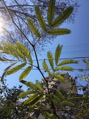 Calliandra parvifolia