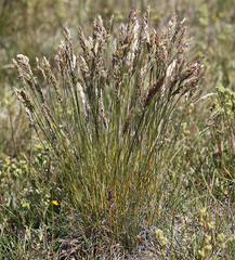 Poa cusickii pallida