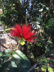 Calliandra parvifolia