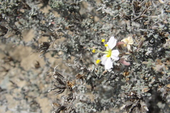 Frankenia chilensis
