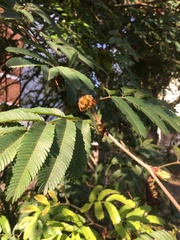 Calliandra parvifolia