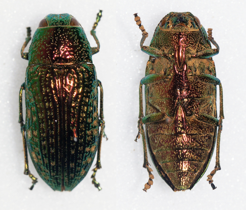 Lampetis granulifera · iNaturalist