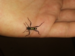 Neoclytus pusillus