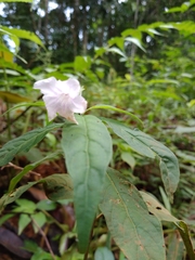 Ruellia golfodulcensis