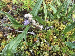 Saussurea angustifolia