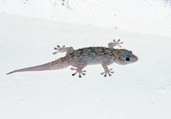 Tarentola parvicarinata