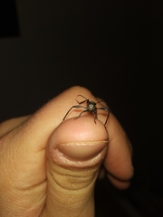 Neoclytus pusillus