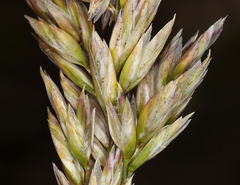 Poa cusickii pallida