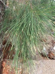 Casuarina collina