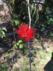 Calliandra parvifolia