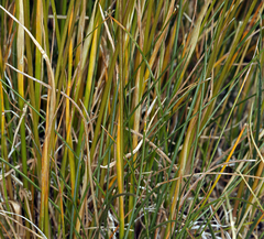 Poa cusickii pallida