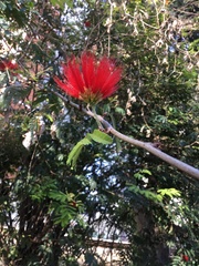 Calliandra parvifolia