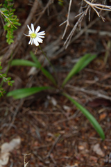 Pytinicarpa sarasinii