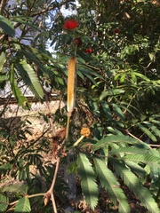 Calliandra parvifolia