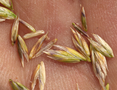 Poa cusickii pallida