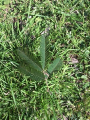 Calliandra parvifolia