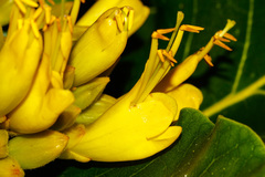 Deplanchea sessilifolia