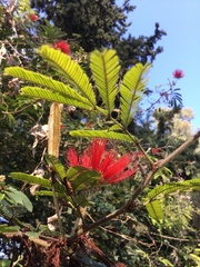 Calliandra parvifolia