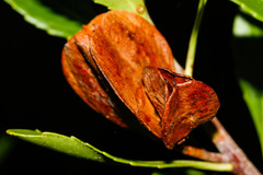 Peripterygia marginata