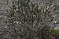 Ophryosporus triangularis