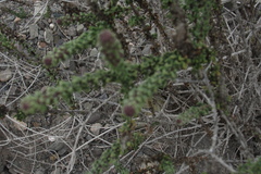 Ophryosporus triangularis