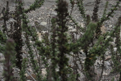 Ophryosporus triangularis