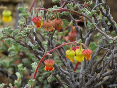 Hermannia cuneifolia