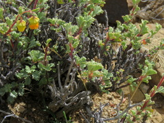 Hermannia cuneifolia