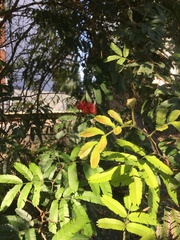 Calliandra parvifolia