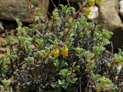 Hermannia cuneifolia