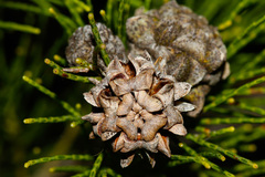 Gymnostoma