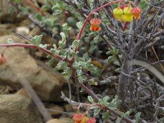 Hermannia cuneifolia