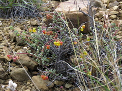 Hermannia cuneifolia