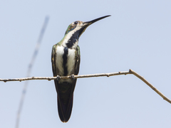 Anthracothorax nigricollis