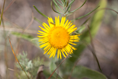 Inula