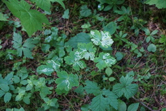 Phytomyza minuscula group