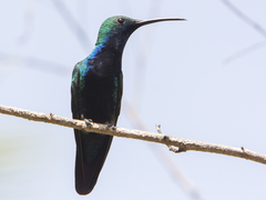 Anthracothorax nigricollis