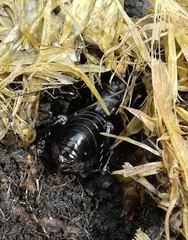 Stenopelmatus minor
