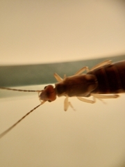 Forficula auricularia