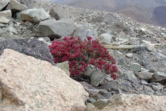 Dinemandra ericoides